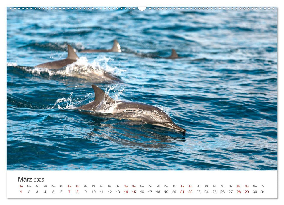 Mosambik - Eine Perle im Süden Afrikas. (CALVENDO Wandkalender 2026)