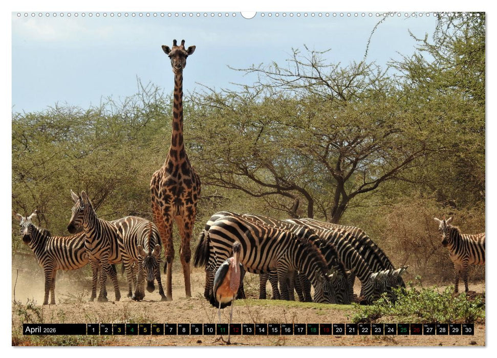 Verrückt nach SAFARI Unterwegs im Tsavo Ost und West Kenia (CALVENDO Wandkalender 2026)