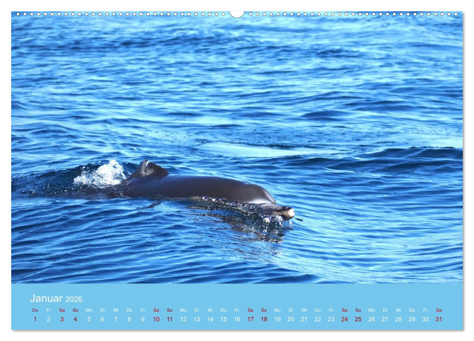 Natürlich Delfine (CALVENDO Wandkalender 2026)
