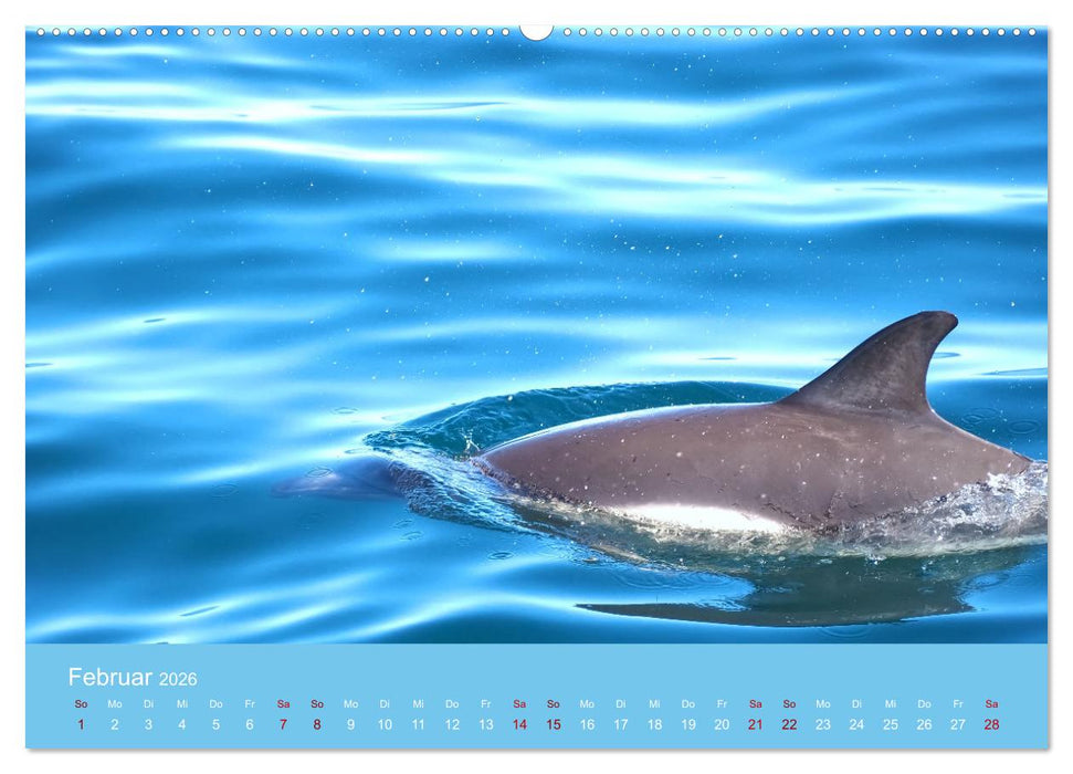 Natürlich Delfine (CALVENDO Wandkalender 2026)