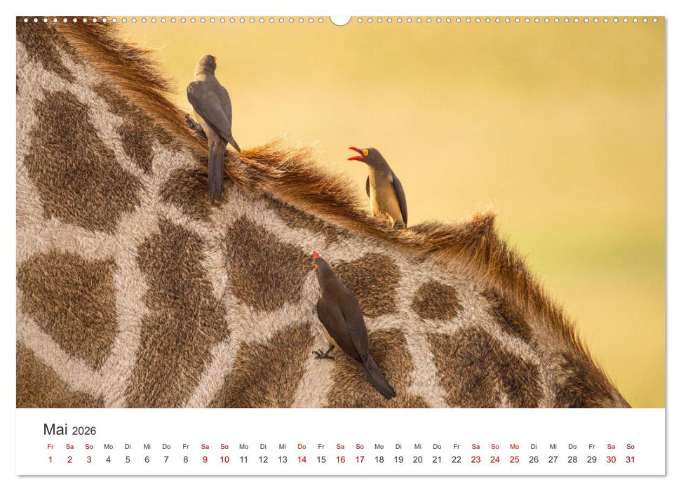 Botswana - Eine spannende Reise in ein wunderschönes Land. (CALVENDO Wandkalender 2026)