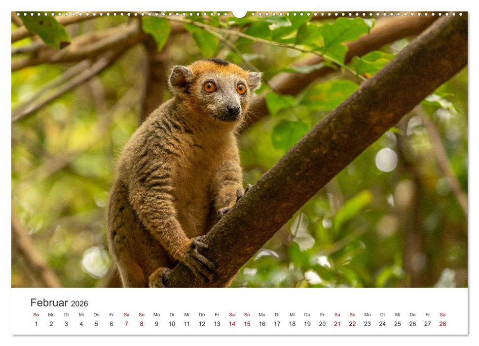 Madagaskar - Eine außergewöhnliche und wunderschöne Insel. (CALVENDO Wandkalender 2026)