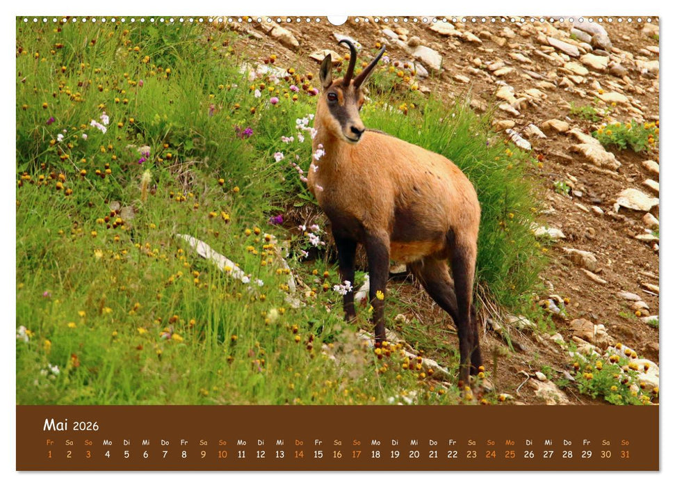 ES WIRD WILD Wildtiere von klein bis groß (CALVENDO Premium Wandkalender 2026)