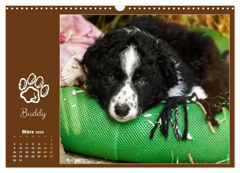 Border Collie - Welpenglück (CALVENDO Wandkalender 2026)