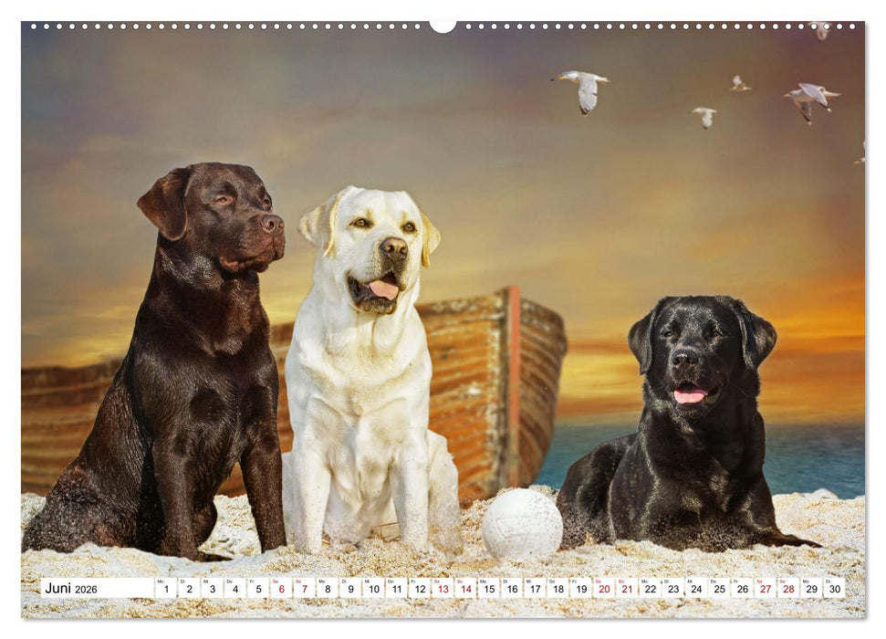 Ohne Hund ist alles nichts - Mit unseren besten Freunden durch das Jahr (CALVENDO Wandkalender 2026)