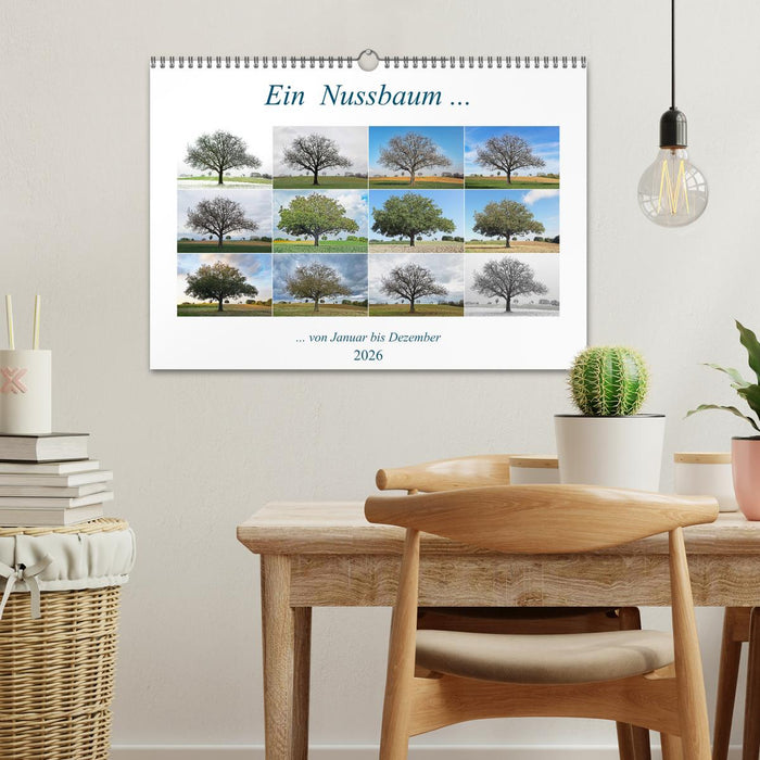 Ein Nussbaum von Januar bis Dezember (CALVENDO Wandkalender 2026)
