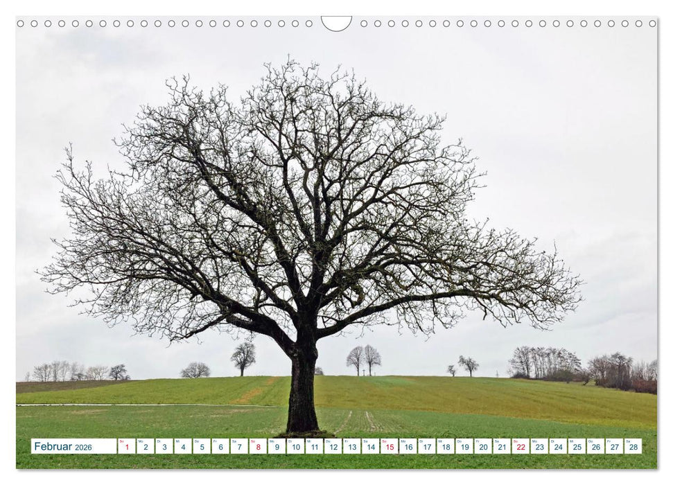Ein Nussbaum von Januar bis Dezember (CALVENDO Wandkalender 2026)