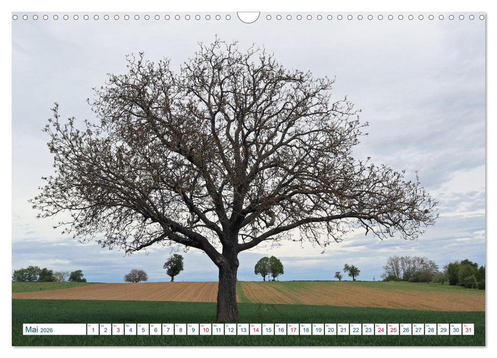 Ein Nussbaum von Januar bis Dezember (CALVENDO Wandkalender 2026)
