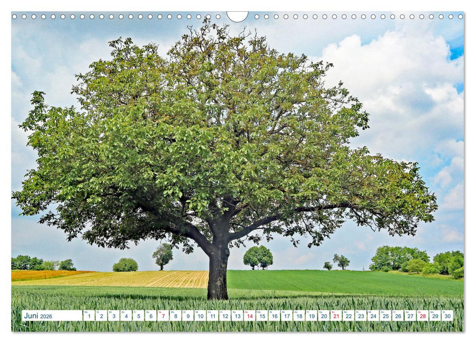 Ein Nussbaum von Januar bis Dezember (CALVENDO Wandkalender 2026)