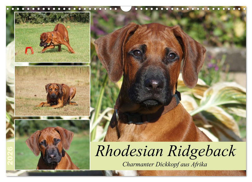 Rhodesian Ridgeback - Charmanter Dickkopf aus Afrika (CALVENDO Wandkalender 2026)