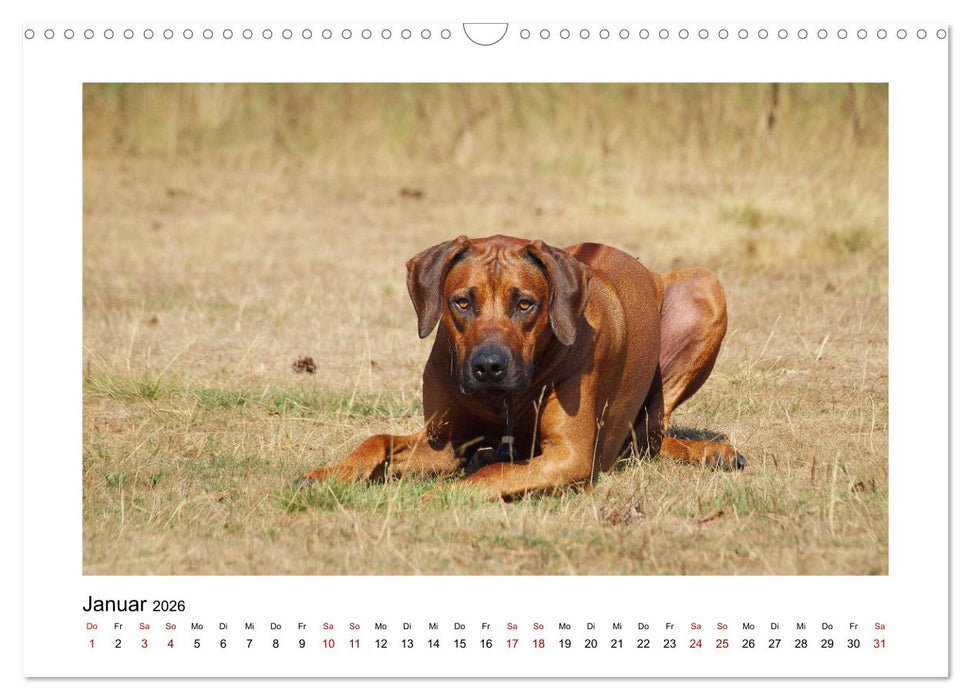 Rhodesian Ridgeback - Charmanter Dickkopf aus Afrika (CALVENDO Wandkalender 2026)