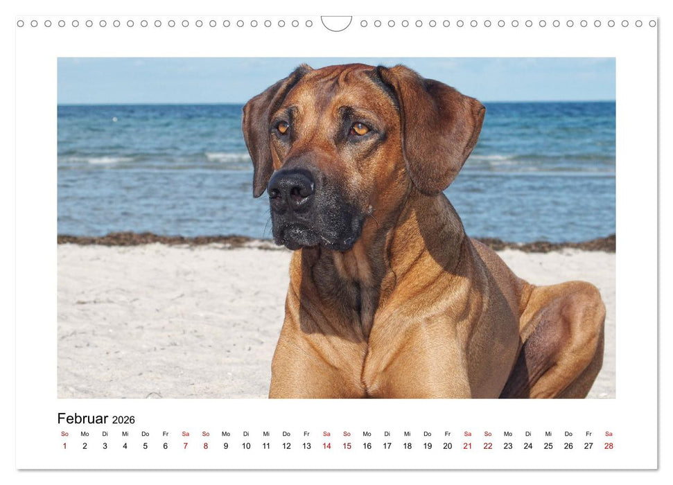 Rhodesian Ridgeback - Charmanter Dickkopf aus Afrika (CALVENDO Wandkalender 2026)