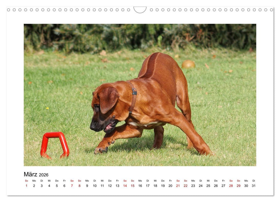 Rhodesian Ridgeback - Charmanter Dickkopf aus Afrika (CALVENDO Wandkalender 2026)
