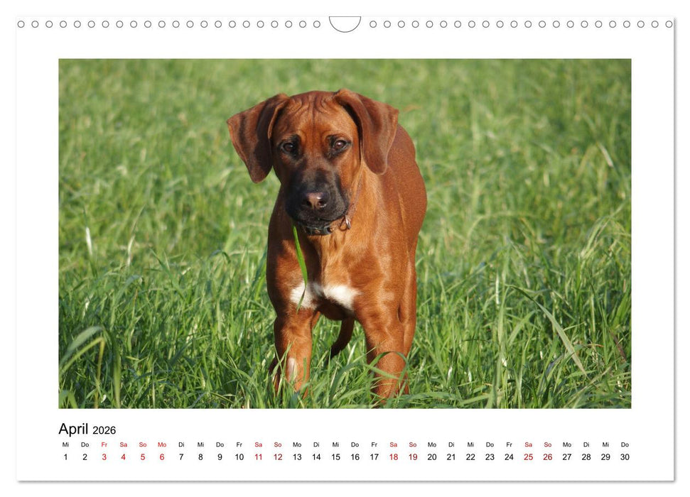 Rhodesian Ridgeback - Charmanter Dickkopf aus Afrika (CALVENDO Wandkalender 2026)
