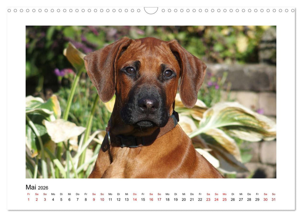 Rhodesian Ridgeback - Charmanter Dickkopf aus Afrika (CALVENDO Wandkalender 2026)