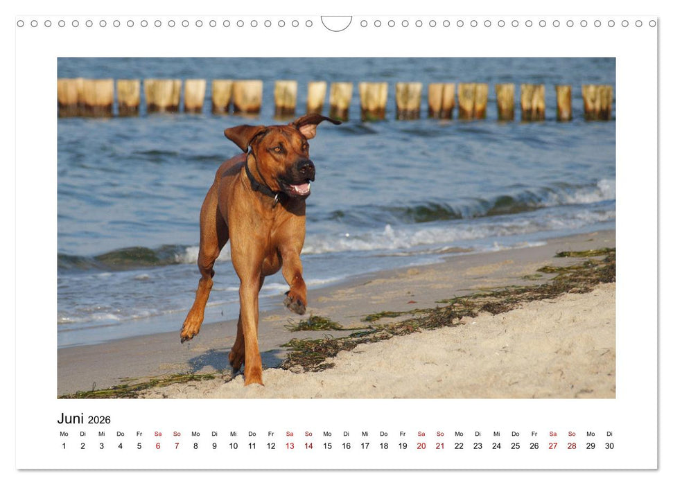 Rhodesian Ridgeback - Charmanter Dickkopf aus Afrika (CALVENDO Wandkalender 2026)