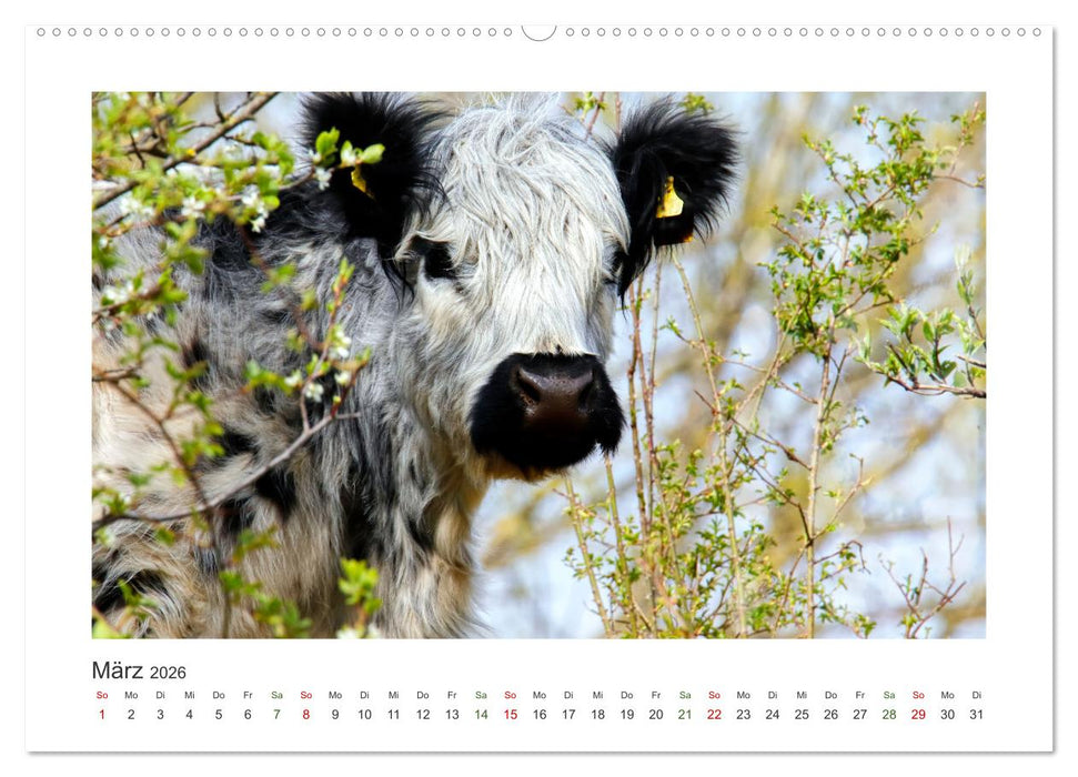 MuhViehStars (CALVENDO Wandkalender 2026)