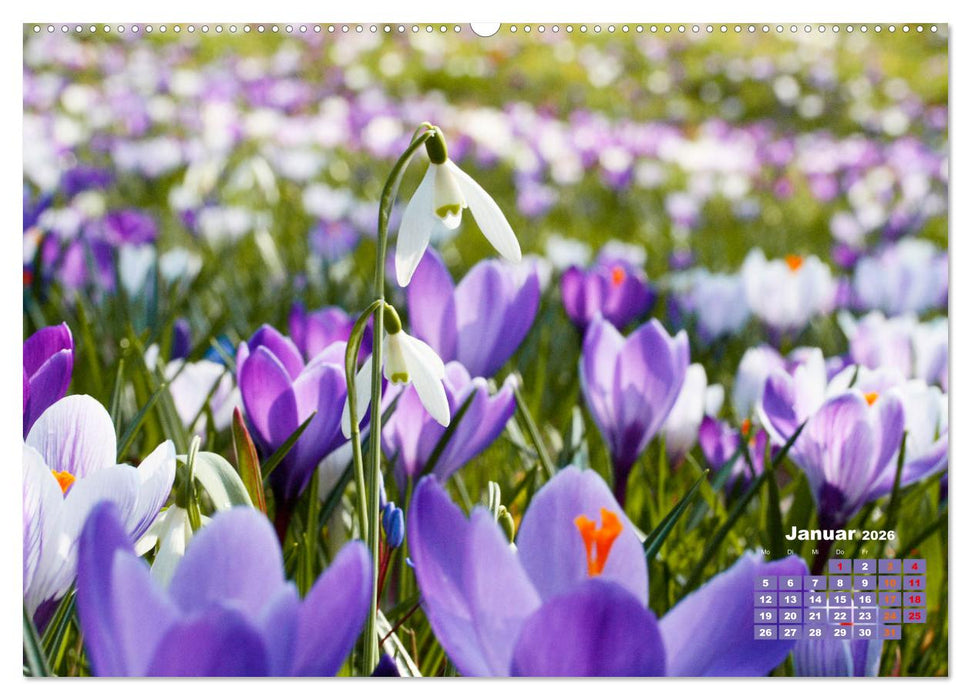 Urlaub im Garten (CALVENDO Wandkalender 2026)