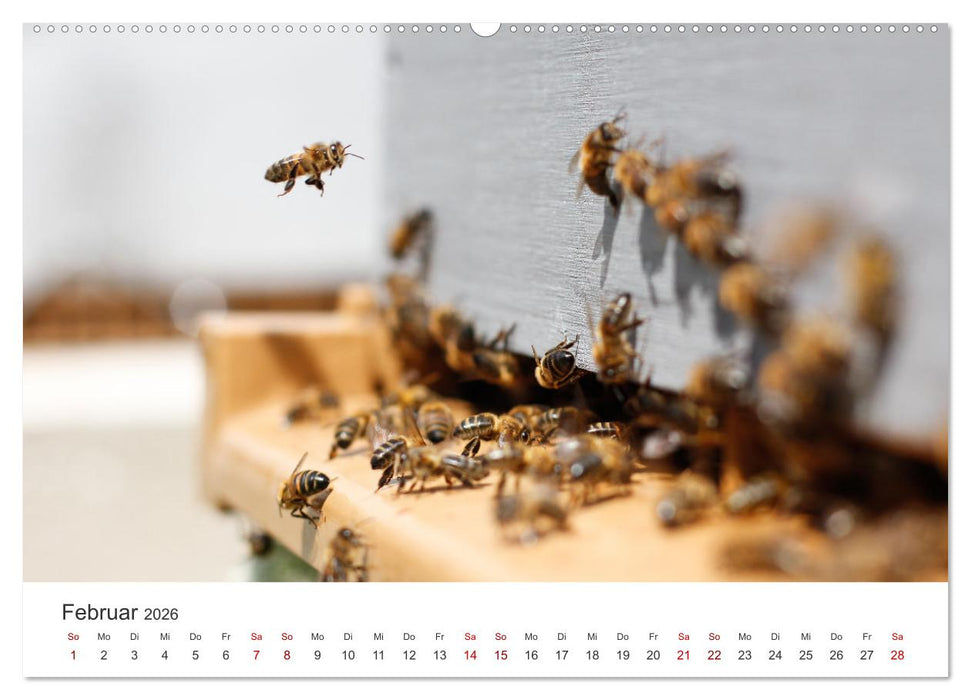 Bienen - Die fleißigen Tierchen die den Honig herstellen. (CALVENDO Wandkalender 2026)