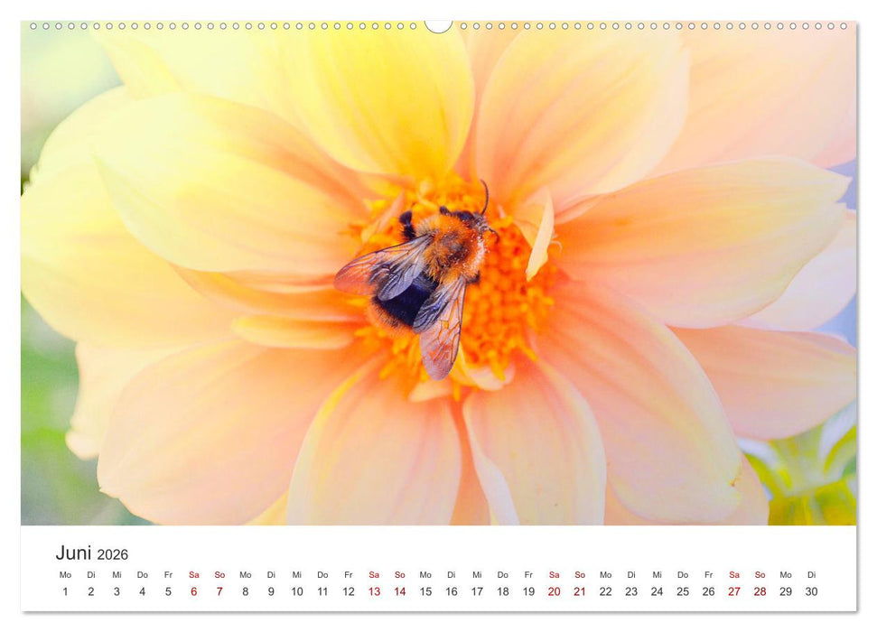 Bienen - Die fleißigen Tierchen die den Honig herstellen. (CALVENDO Wandkalender 2026)
