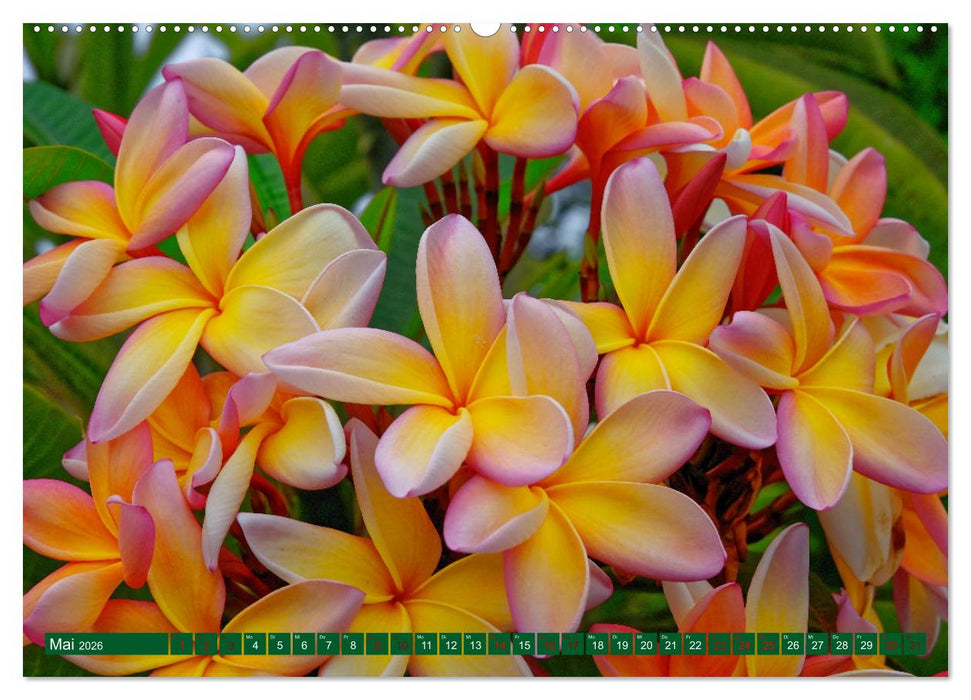 Madeira und Porto Santo (CALVENDO Premium Wandkalender 2026)