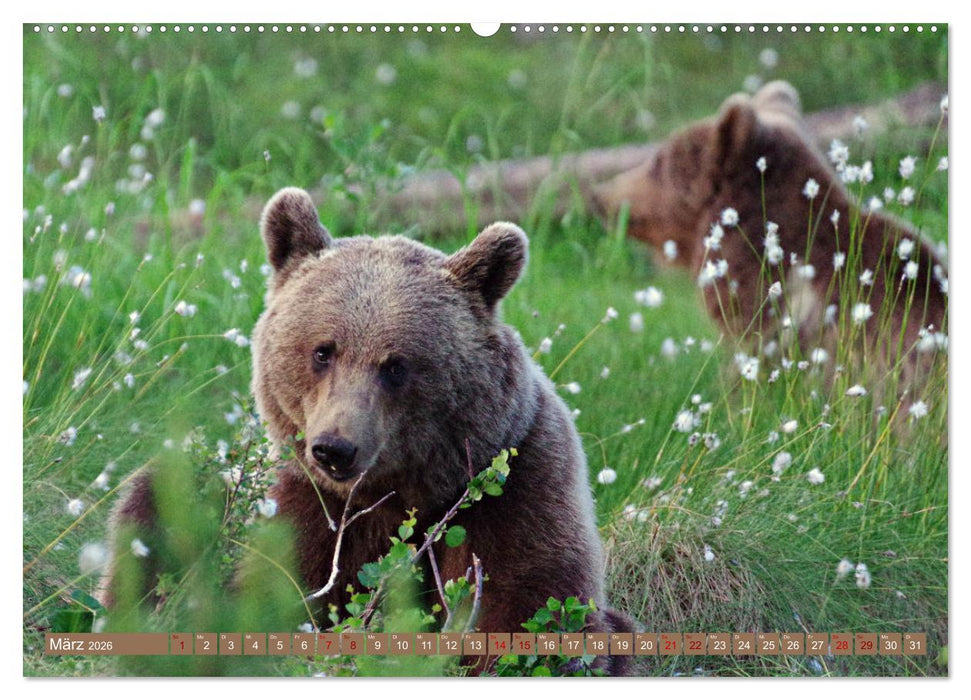 Wilde Bärenwelt (CALVENDO Wandkalender 2026)