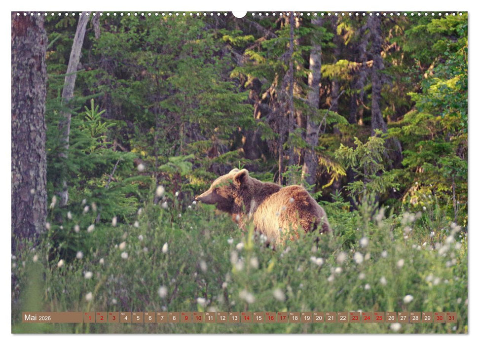 Wilde Bärenwelt (CALVENDO Wandkalender 2026)