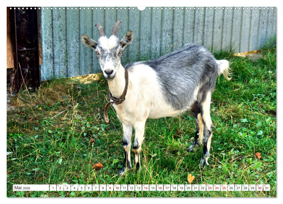 Dorfidylle - Landleben in Russland (CALVENDO Premium Wandkalender 2026)