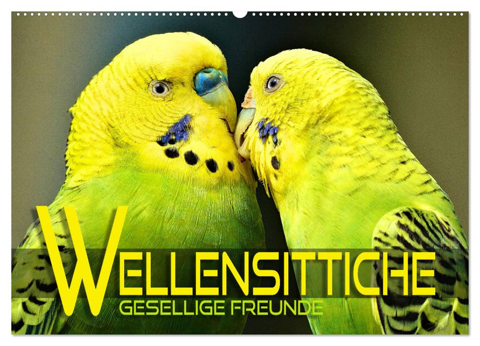 Wellensittiche - gesellige Freunde (CALVENDO Wandkalender 2026)