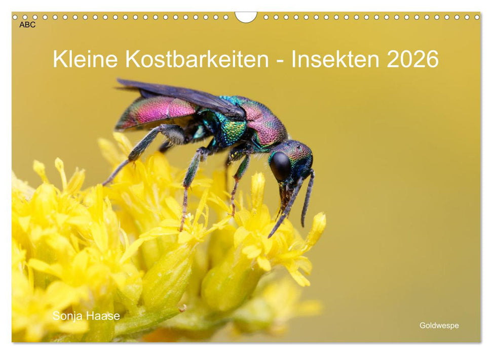 Kleine Kostbarkeiten Insekten (CALVENDO Wandkalender 2026)