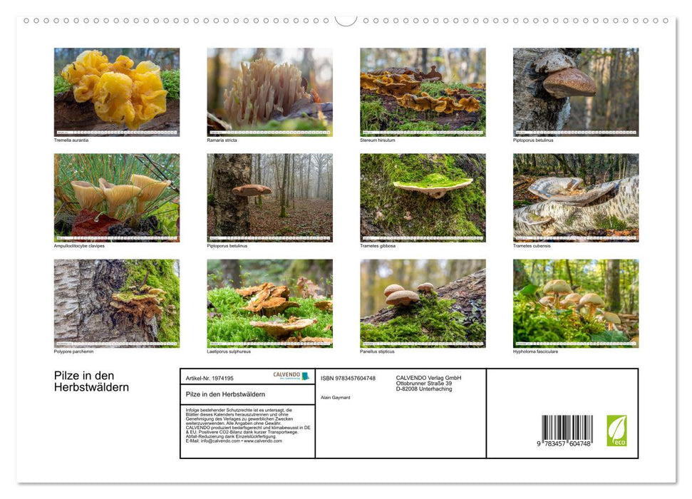 Pilze in den Herbstwäldern (CALVENDO Wandkalender 2026)