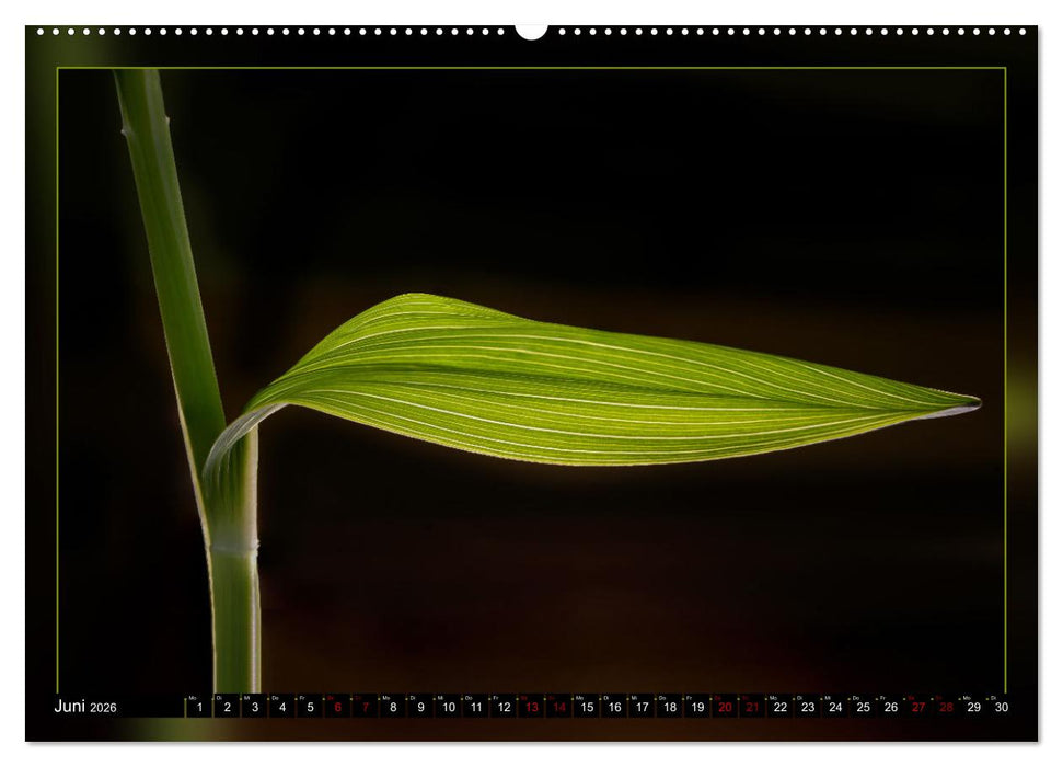 Blattkunstwerke (CALVENDO Wandkalender 2026)