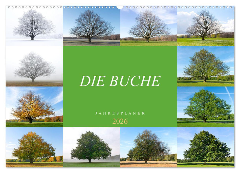Die Buche: Jahresplaner 2026 (CALVENDO Wandkalender 2026)