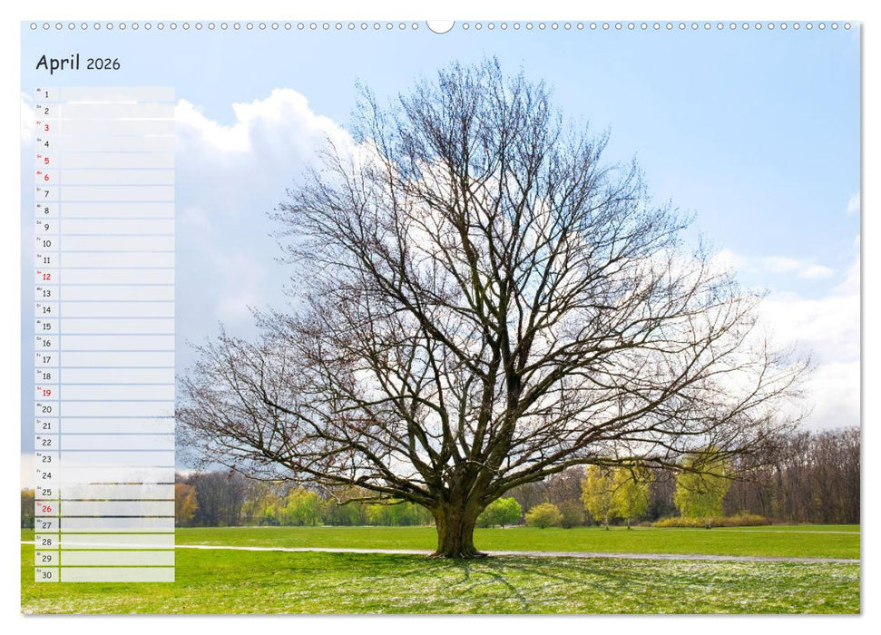 Die Buche: Jahresplaner 2026 (CALVENDO Wandkalender 2026)