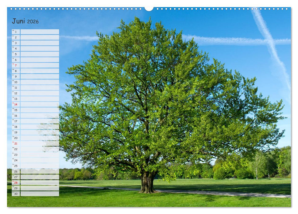 Die Buche: Jahresplaner 2026 (CALVENDO Wandkalender 2026)