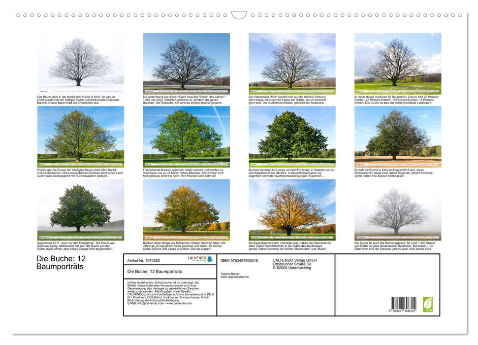 Die Buche: 12 Baumporträts (CALVENDO Wandkalender 2026)