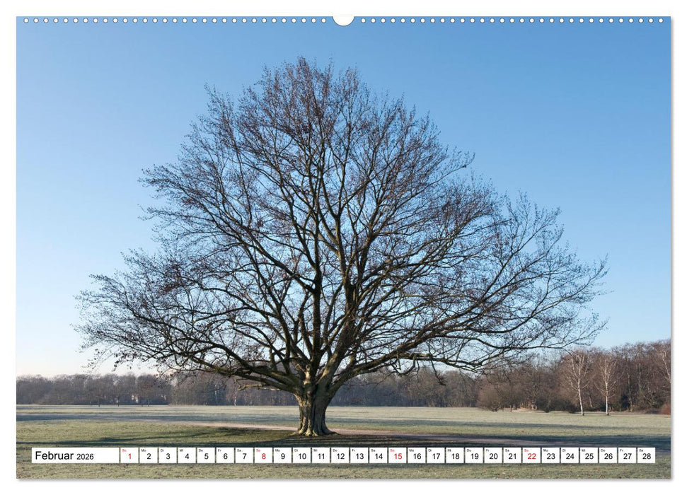 Die Buche: 12 Baumporträts (CALVENDO Wandkalender 2026)