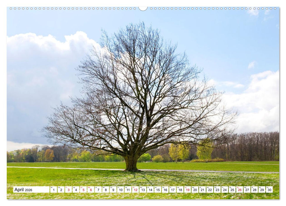 Die Buche: 12 Baumporträts (CALVENDO Wandkalender 2026)