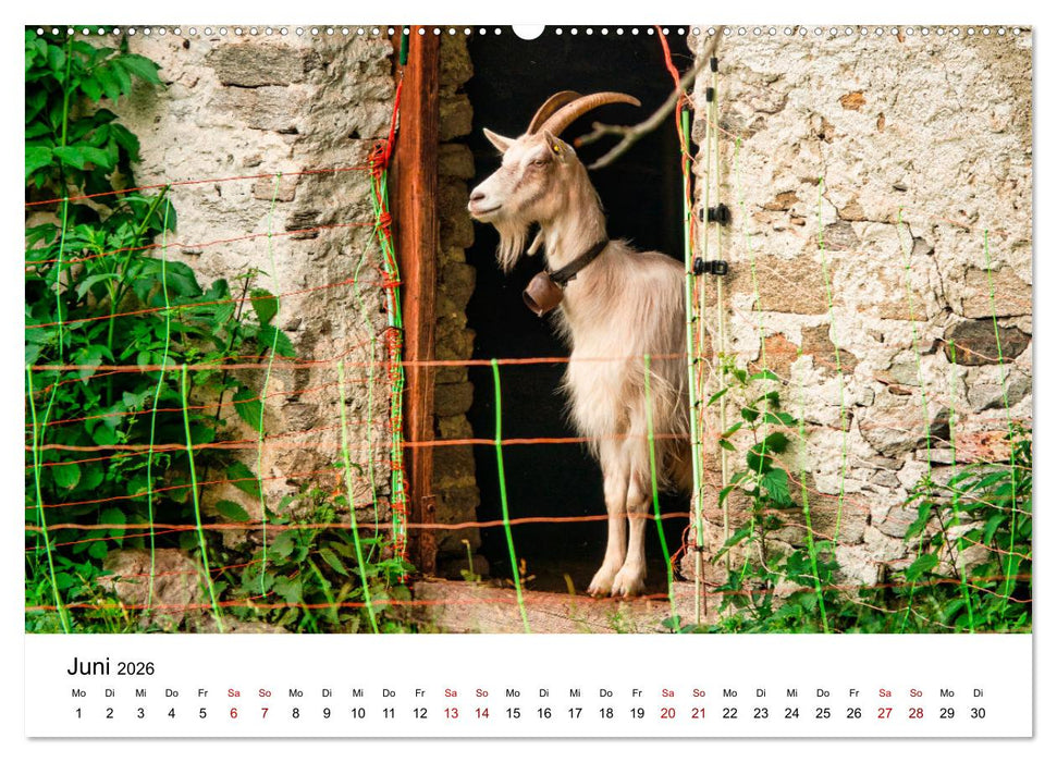 Bergell - Bregaglia Impressionen (CALVENDO Wandkalender 2026)