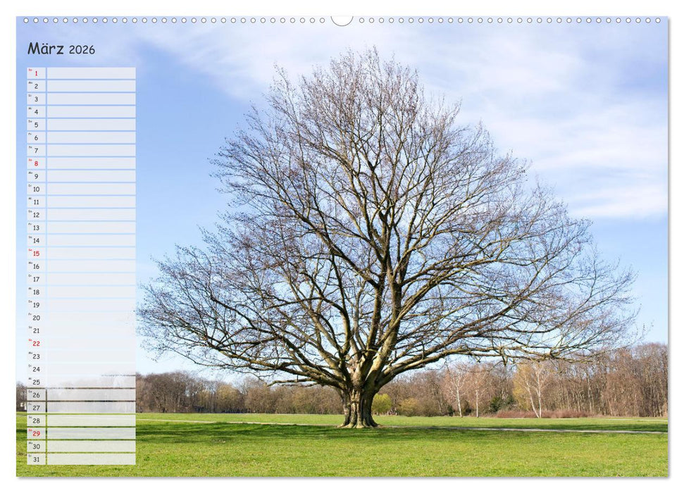 Die Buche: Jahresplaner 2026 (CALVENDO Premium Wandkalender 2026)