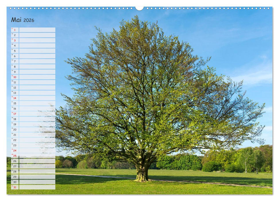 Die Buche: Jahresplaner 2026 (CALVENDO Premium Wandkalender 2026)