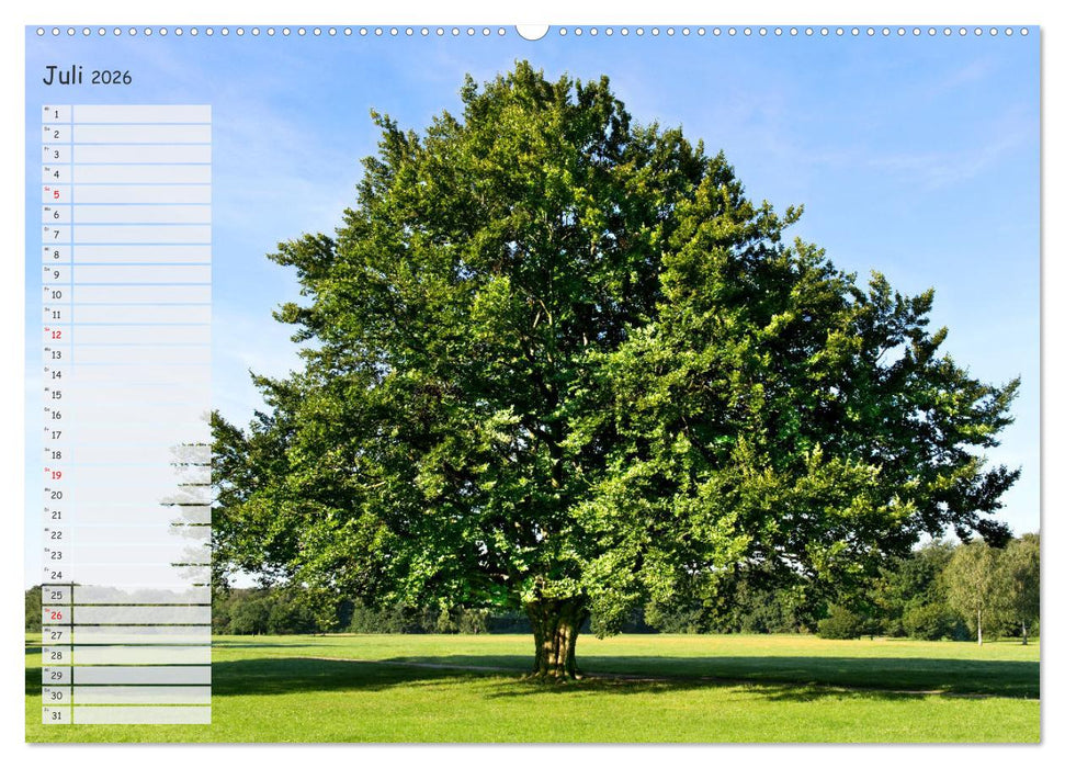 Die Buche: Jahresplaner 2026 (CALVENDO Premium Wandkalender 2026)