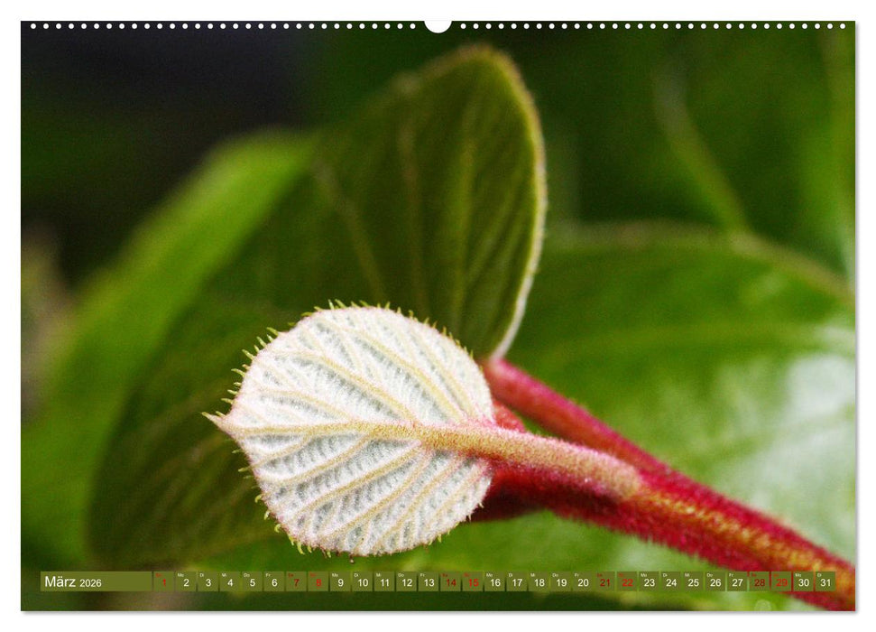 Natur, die bezaubert (CALVENDO Wandkalender 2026)