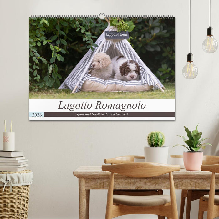 Lagotto Romagnolo - Spiel und Spaß in der Welpenzeit (CALVENDO Wandkalender 2026)