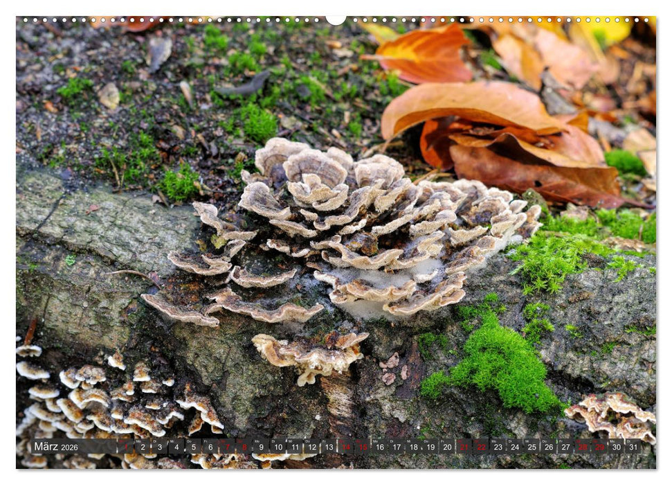 Mit interessanten Pilzen durchs Jahr (CALVENDO Wandkalender 2026)