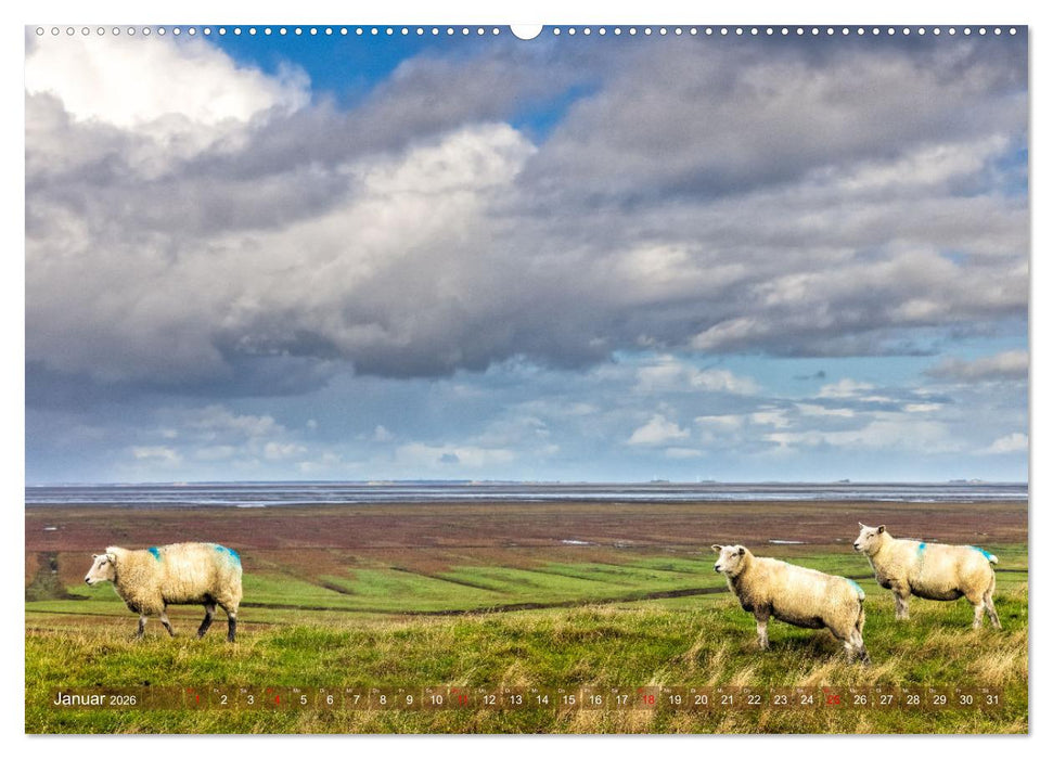 Pellworm - Das Inselparadies (CALVENDO Wandkalender 2026)