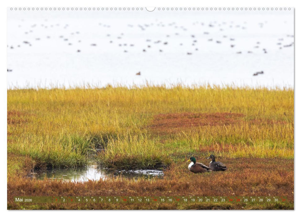 Pellworm - Das Inselparadies (CALVENDO Wandkalender 2026)