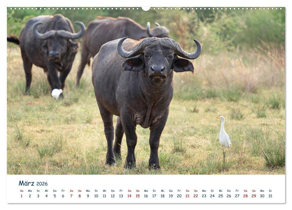 Fernweh Uganda - Naturschönheit Ostafrikas (CALVENDO Wandkalender 2026)