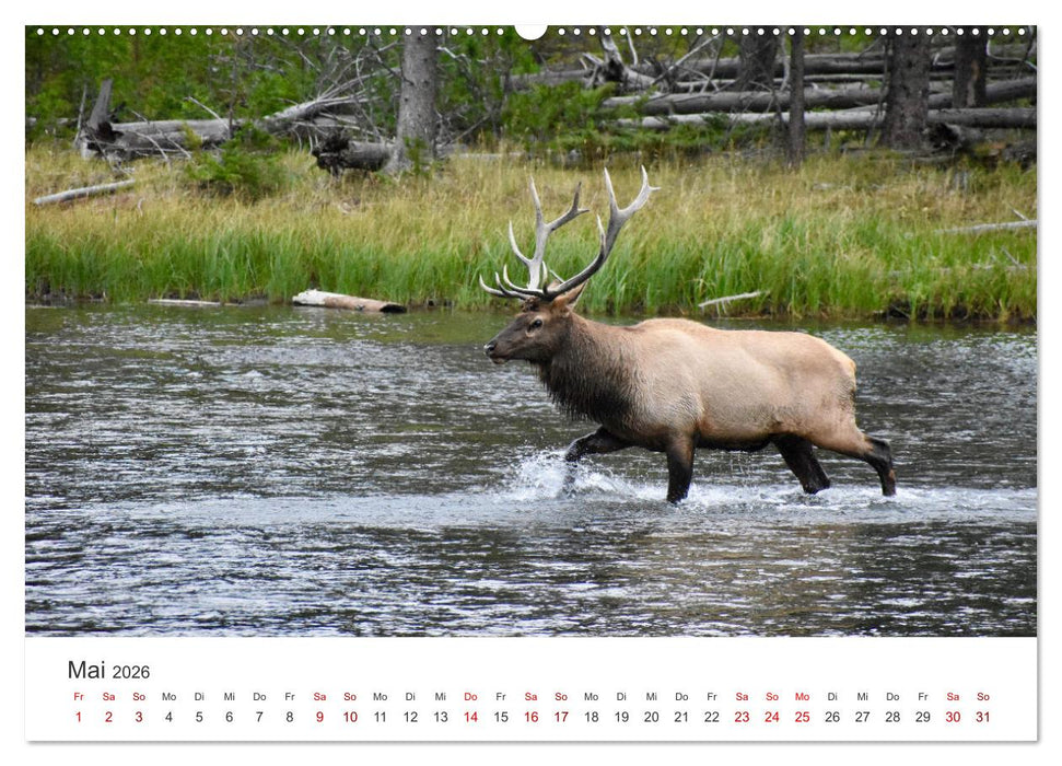 Rothirsche - Die imposanten Könige der Wälder. (CALVENDO Wandkalender 2026)