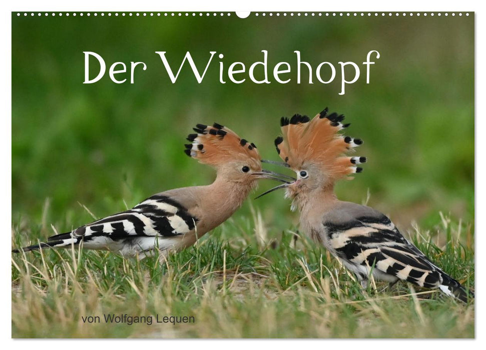 Der Wiedehopf (CALVENDO Wandkalender 2026)